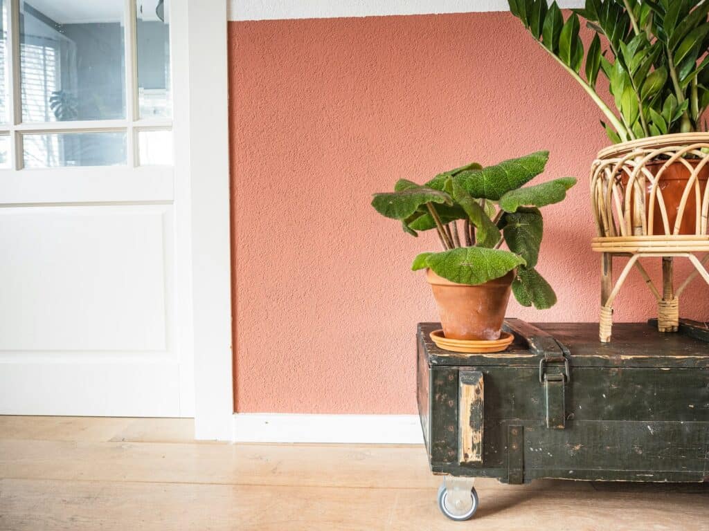 Potted leafy plant on a vintage chest against a coral-painted wall