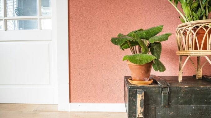 Potted leafy plant on a vintage chest against a coral-painted wall